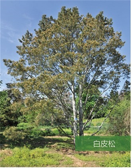 标题：名贵树种
浏览次数：1311
发表时间：2020-10-17